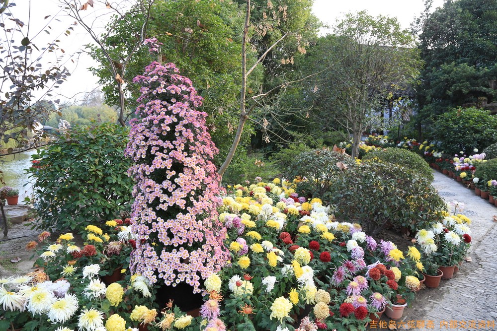 菊花盛开，我试图跟布劳恩解释菊花在中国古典文化中的特殊地位，但他似乎非常困惑。 ...